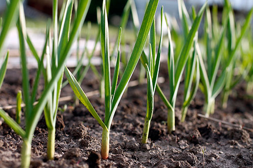 Garlic planting